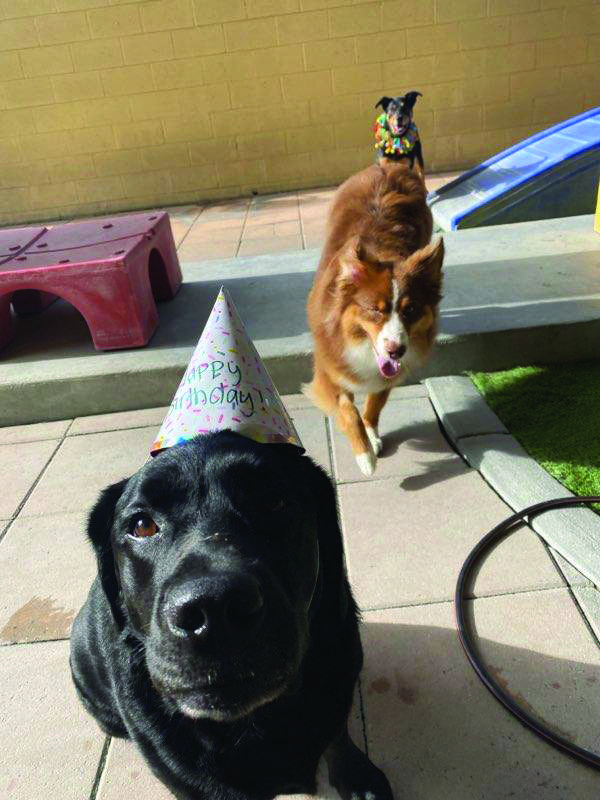 幸福对正念读者意味着什么 - 两张戴着派对帽的狗的照片。