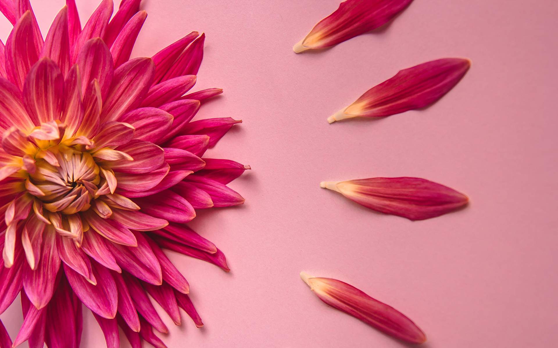 Loving-Kindness Meditation Sharon Salzberg - pink flower on a pink background