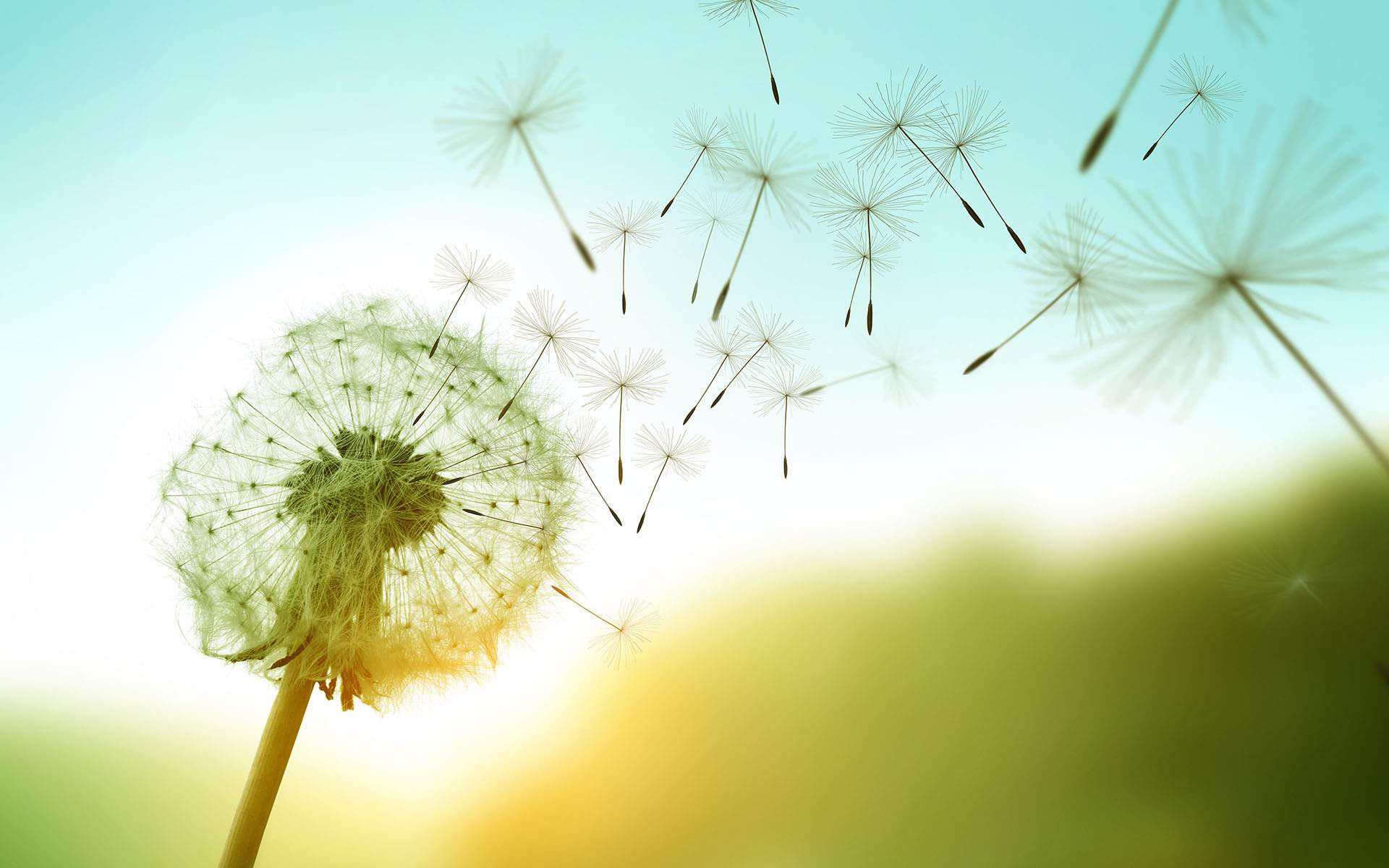 What does it all mean? Exploring the science of the meaning of life - Photo of a dandelion blowing in the wind