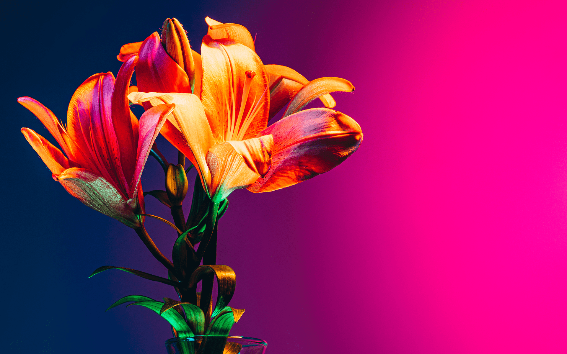 阴暗的照片，蓝色和粉色光下的百合花瓶。导航困难的情绪