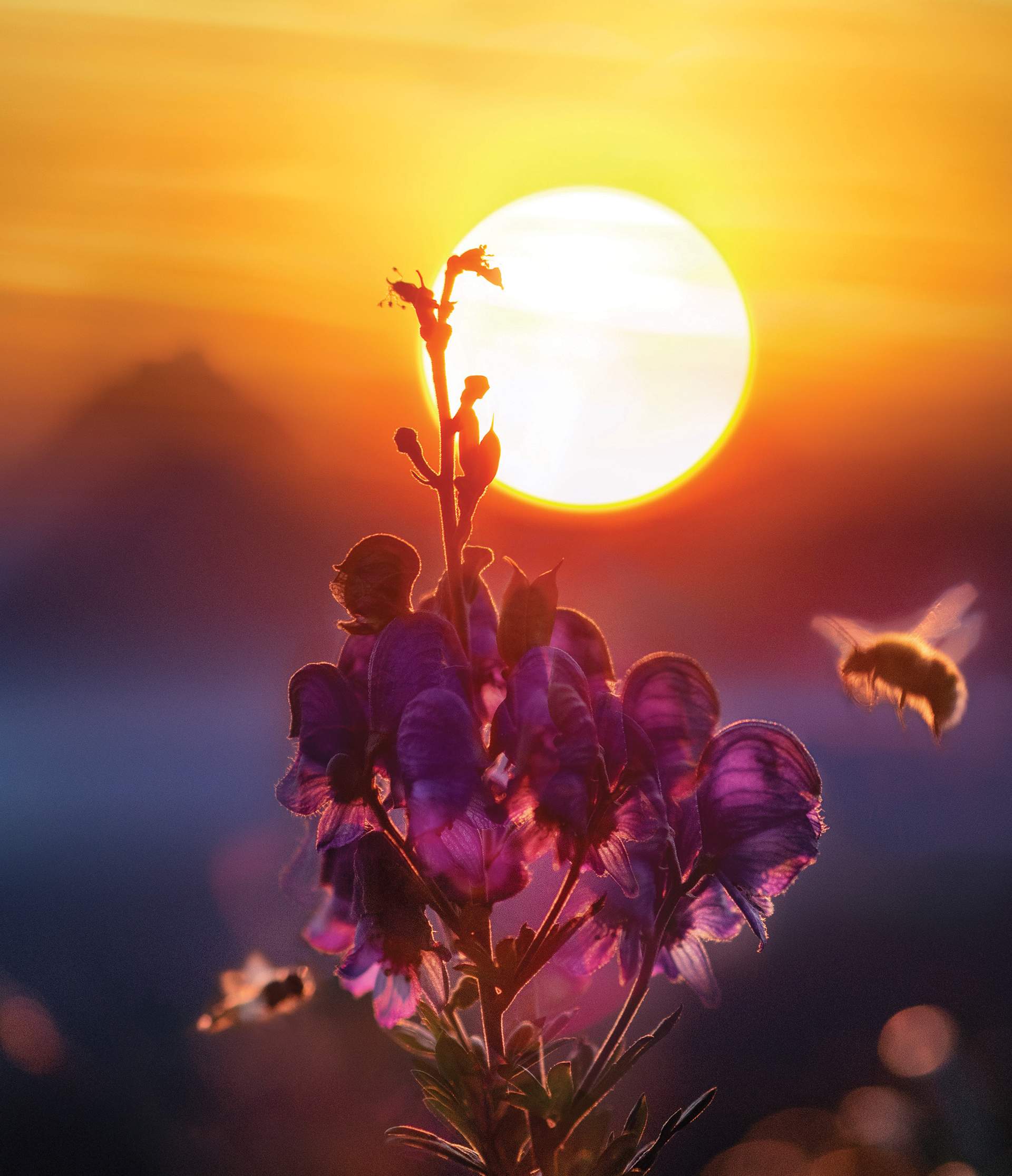 一只大黄蜂在日落时落在一朵紫色的花上。